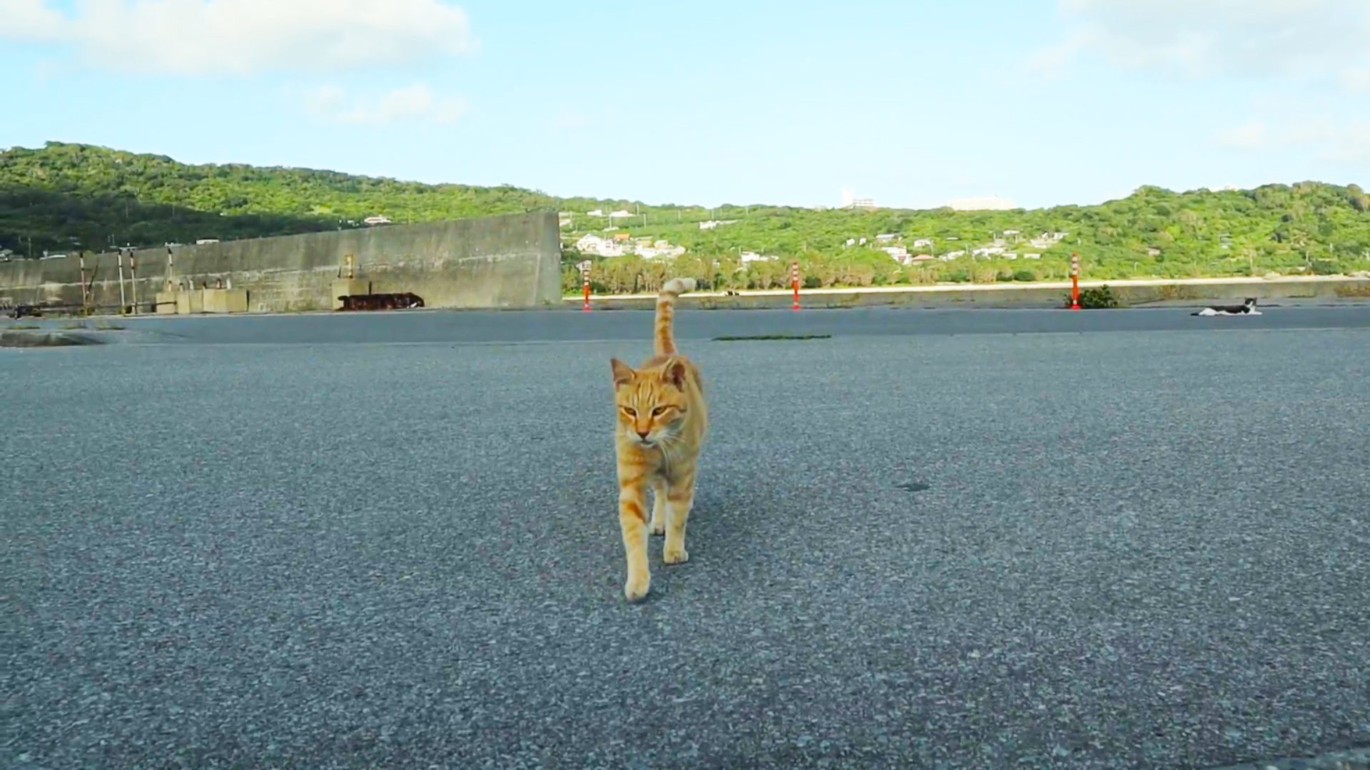 猫まみれ！南城市・奥武島、猫の癒し効果でリトリートを☆ u2013 feel-connect