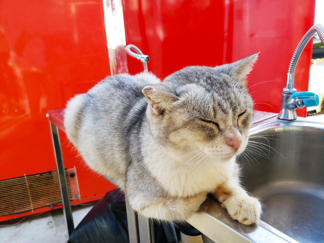 猫まみれ 南城市 奥武島 猫の癒し効果でリトリートを Feel Connect