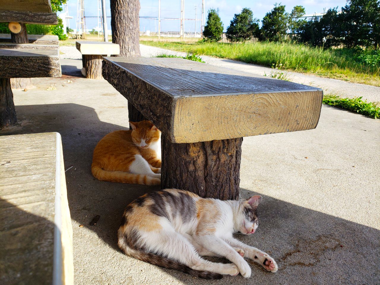 猫まみれ 南城市 奥武島 猫の癒し効果でリトリートを Feel Connect